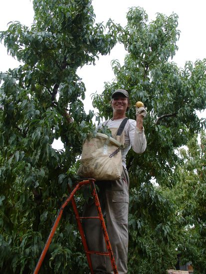 Juhuuuu, der erste Pfirsich...!!!