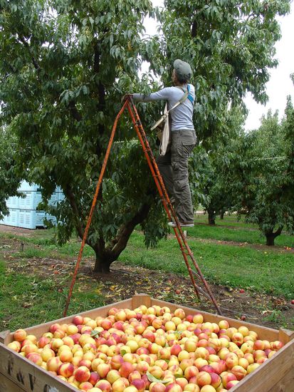 Ja die Leiter ist Daisys Liebling! 
- wiegt ungefaehr 10 Kilo und sie hat sich die ersten paar Tage immer die Beine angehauen und ueberall blaue Flecken gekriegt -