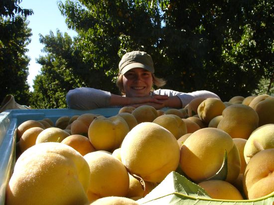 Hihi....Stolz!!!
Alles selber gepflueckt...
Natuerlich ist nach dem Foto gleich wieder ein Pfisich in Daisys Mund gewandert (was aber von unserem Farmer offiziell erlaubt ist!) 
Wir duerfen sogar soviele Fruechte mit nach Hause nehmen wie wir wollen! 