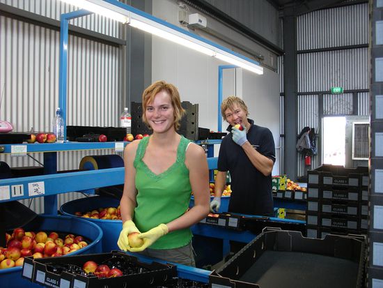 Nach gut 2 Wochen Pfluecken ging es eine Karrierestufe weiter hoch! Wir sind nun Fruechteverpacker und verdienen gleich mal etwas mehr, da pro Stunde und nicht pro Box bezahlt wird. Und bei 9 Stunden am Tag und 7 Tagen pro Woche kommt schon was zusammen. Juhuu!