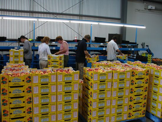 Eine gaaanze Menge Pfirsiche und Nektarinen muessen verpackt werden.