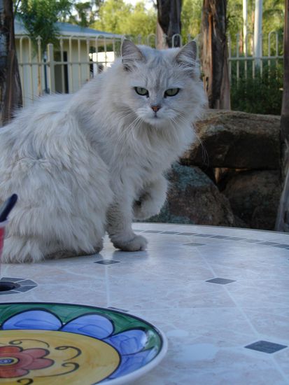 Und das ist "Mag", unsere Campingplatz-Katze. Ganz wuschelig und weich. Sie hat uns mittlerweile so lieb, dass sie uns immer folgt und ganz oft bei uns ist.