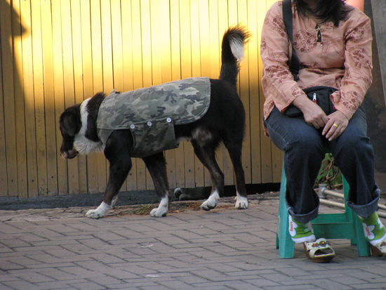 Militärhund mit Splitterschutzweste 