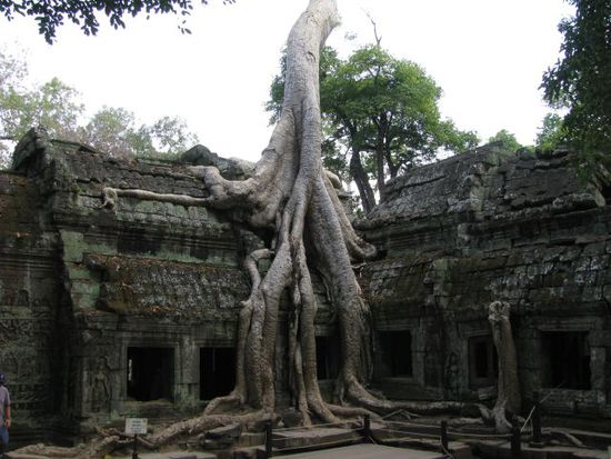 Ta Phrom, meistfotografiertester Baum Kambodschas. Vielleicht auch Dank Angelina Jolie...