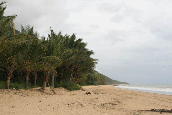 Regenwald am Cape Tribulation