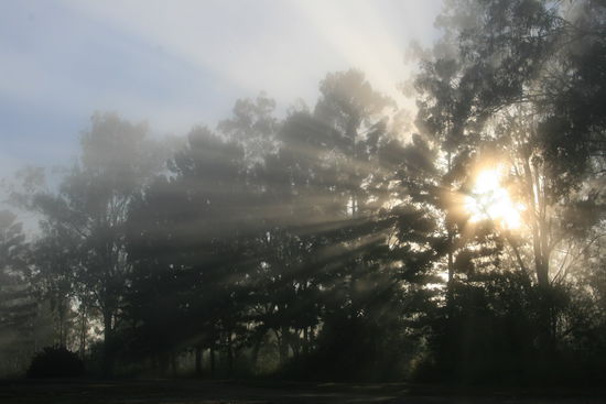 Morgen Stimmung