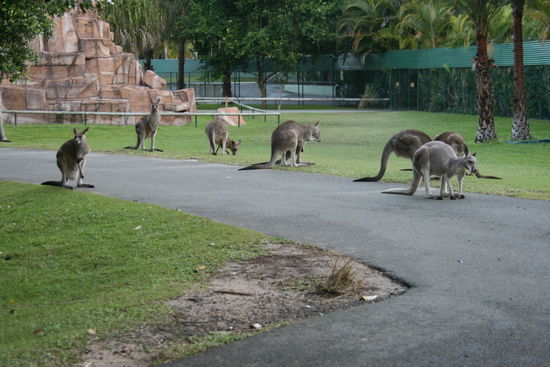 Roo Heaven
