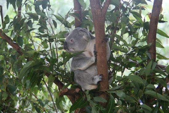 Koala