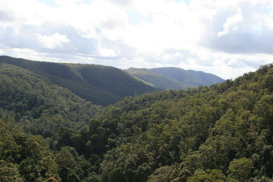 Springbrook NP 2