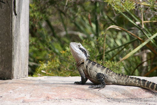Eastern Water Dragon
