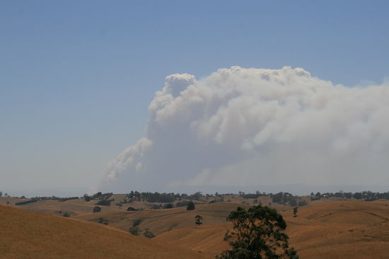 Buschfeuer