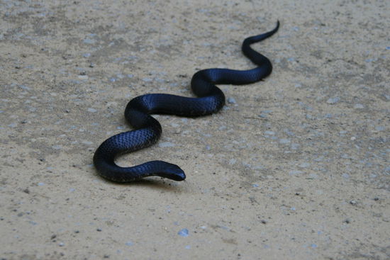 Black Snake