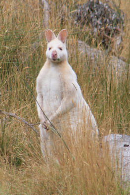 Känguru ohne Farbe -> sorry