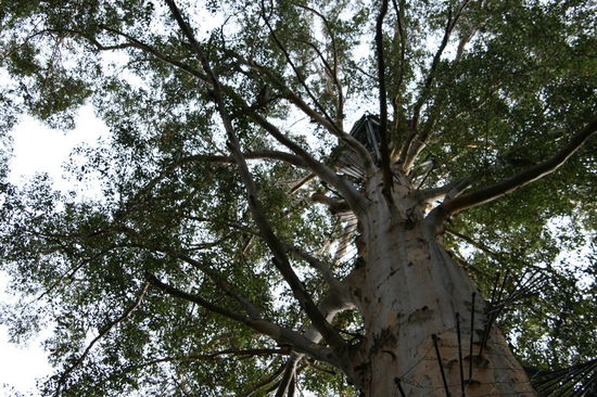 Kletterbaum