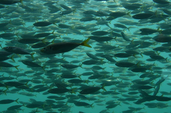 unter Wasser