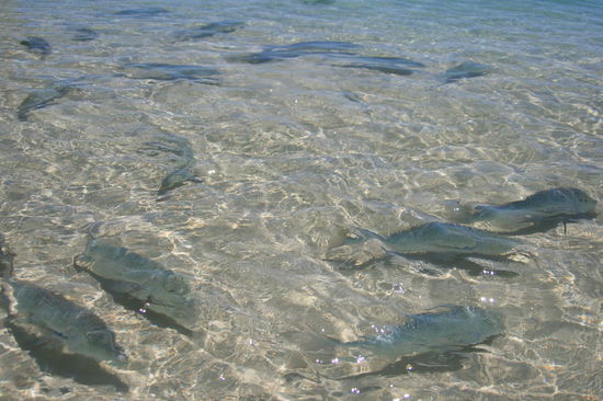 Fische am Coral Bay Beach