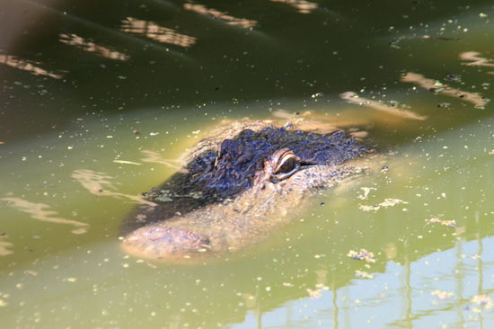 waiting Crocodile