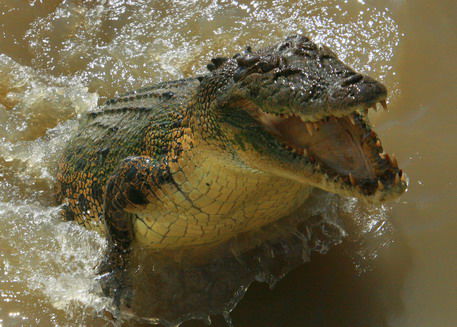 Jumping Crocodile