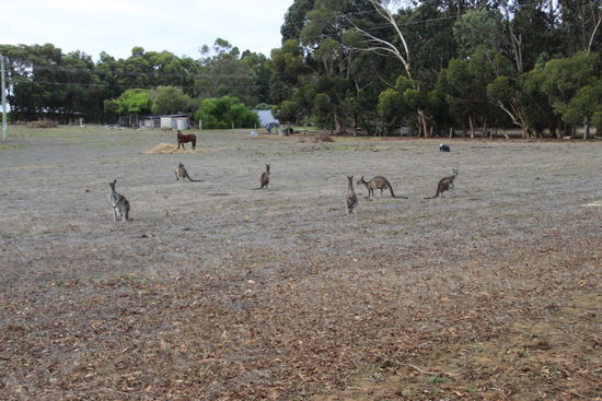 die ersten Kangaroos
