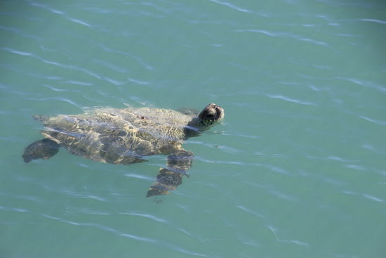 Turtel in Monkey Mia