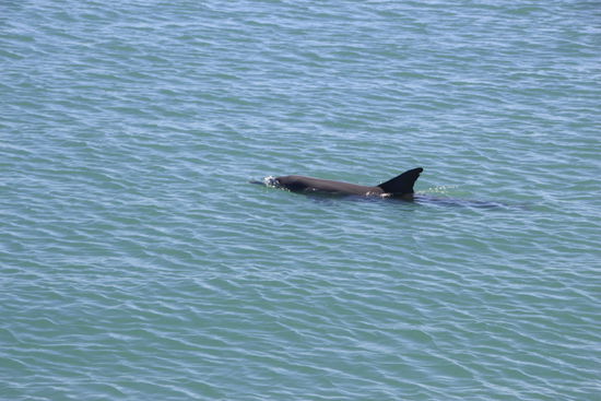und ein Delphin