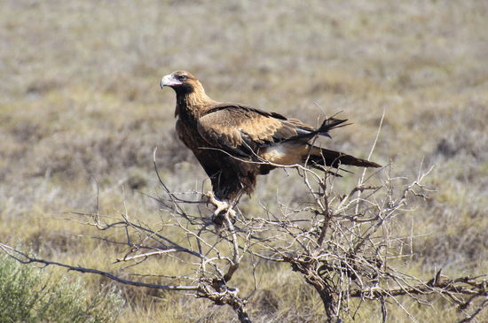 Eagle im Cape Range NP