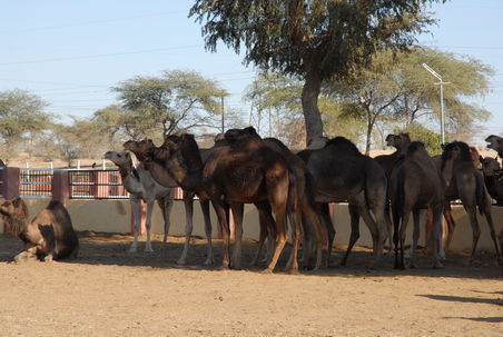 ...waehrend die dunklen Kamele aus Bikaner kommen