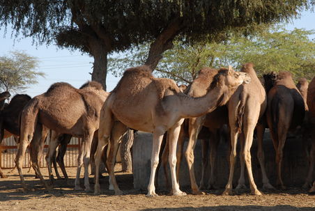 Die hellen Kamele sind Jaisalmer-Kamele...