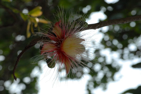 Was es nicht alles fuer Blueten an den Baeumen gibt