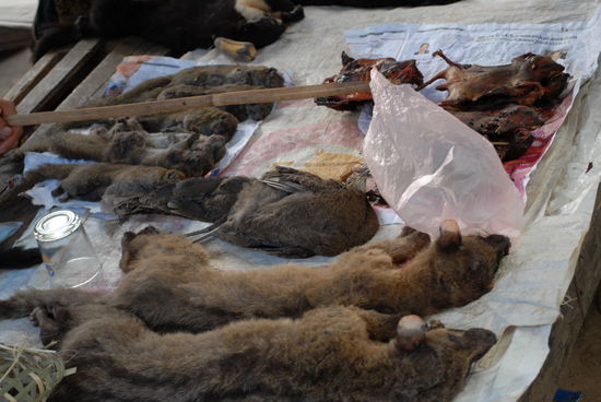 ... ob mit oder ohne Haar ...