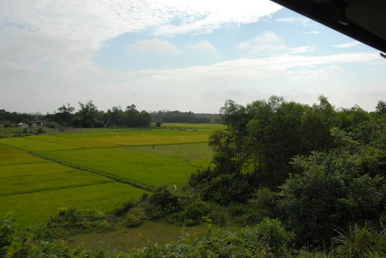 Reisanbau, soweit das Auge reicht