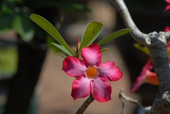 Die Bluete eines Frangipanibaumes