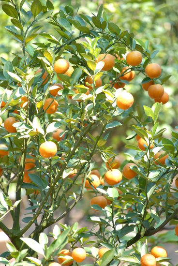 Detail eines Mandarinenbaeumchens im Kloster