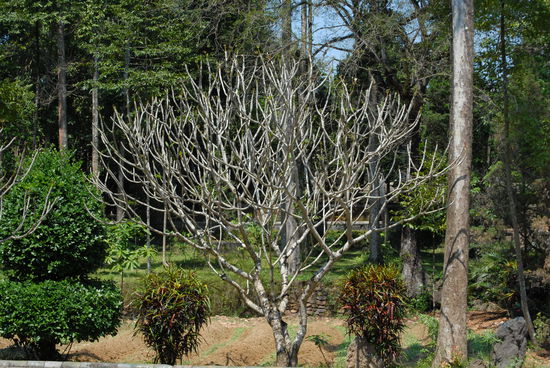 Das Gelaende war voller wunderschoener Frangipanibaeume, mal mit, mal ohne Blueten