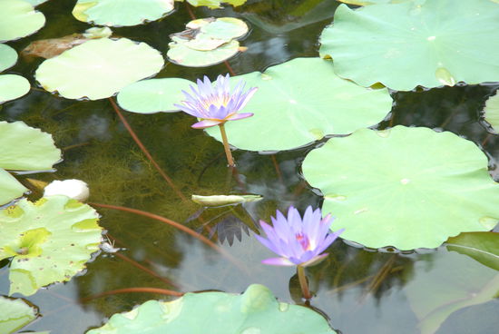 Seerosen im Pahodenteich