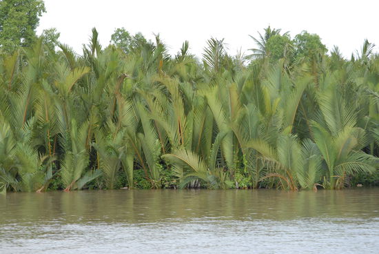 Der Uferguertel mit Wasserpalmen