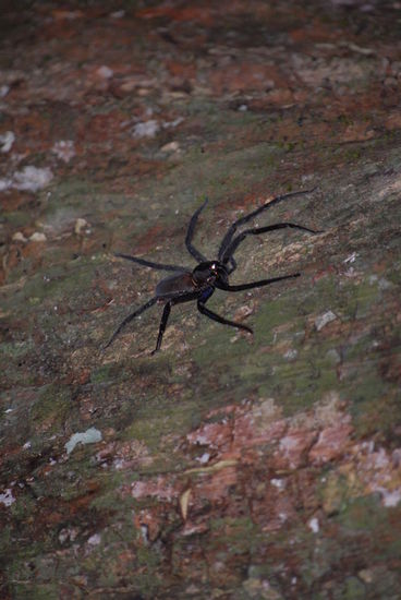 Im Dschungel findet man Riesenspinnen ...