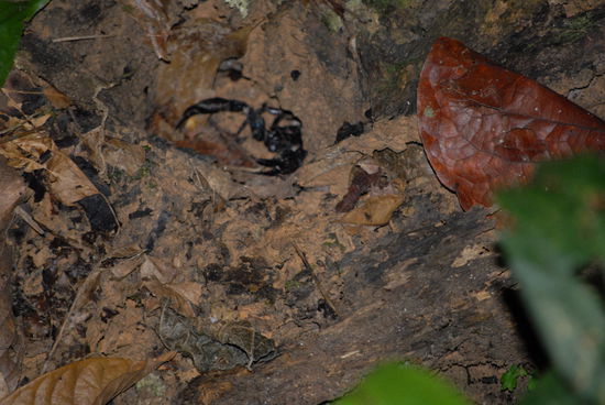 ... als auch die stacheligen Skorpione