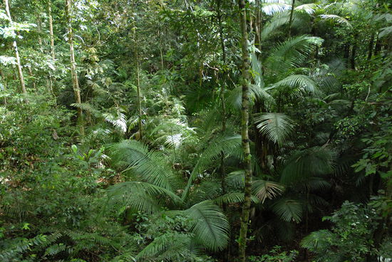 Dschungelimpressionen