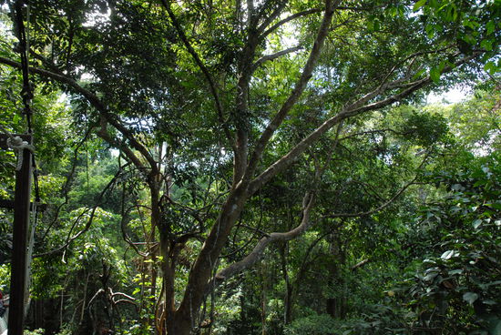 Dschungelimpressionen, die zweite