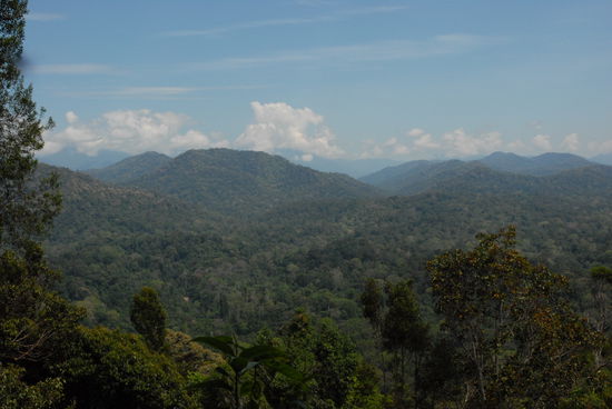 Aussicht von oben ueber den Dschungel