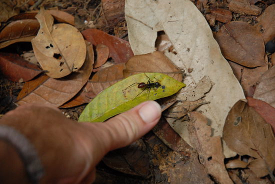 Eine Riesenameise ... man beachte zum Vergleich meinen nicht ganz kleinen Daumen