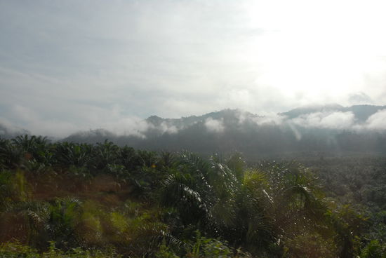 Die Camerons im Fruehnebel