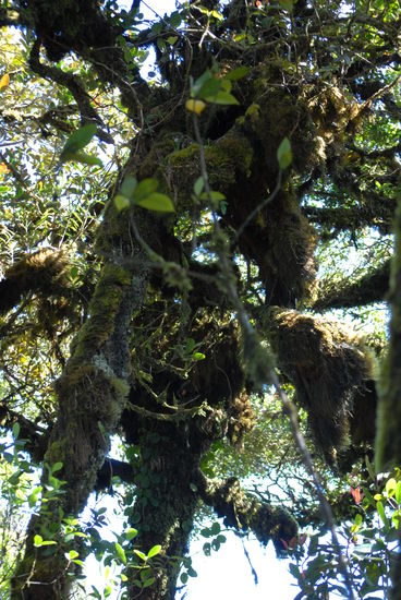 Im moosigen "Mossy-Forrest"