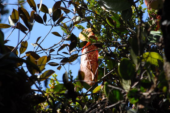 Eine riesige Kannenpflanze