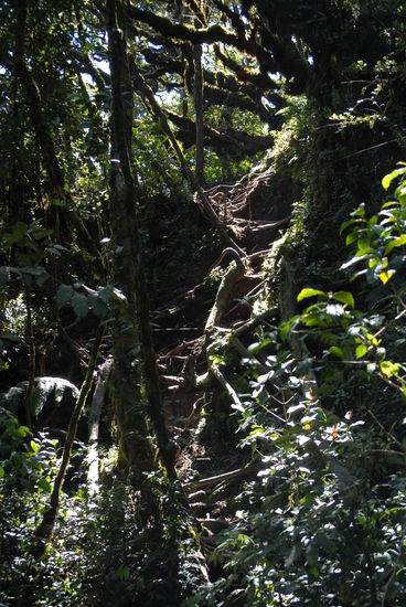 Unser Dschungelwegchen, eben und fast geteert