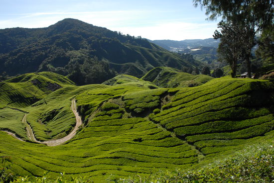 Die Teeplantagen von ihrer schoensten Seite ...
