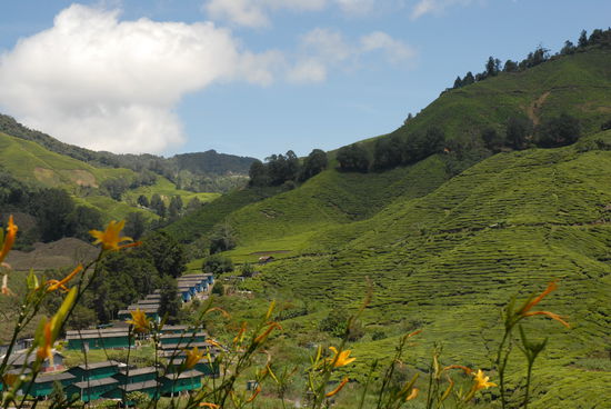 Blick von der Tea-Factory auf die Plantage