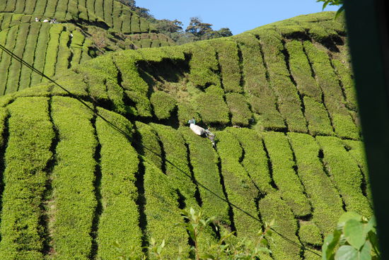 Eine Schweinearbeit, die noch dazu nicht gut bezahlt ist ...