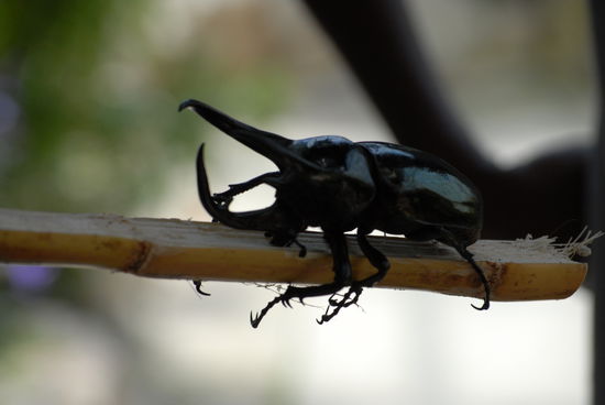 Ein Hirschhornkaefer ...